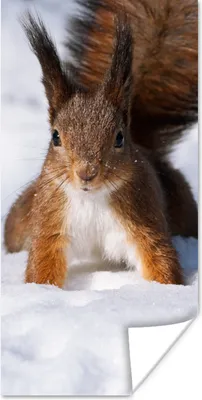 Produktbild von MuchoWow® Poster Eichhörnchen - Nagetier - Schnee - Winter 60x120 cm - Wandschmuck