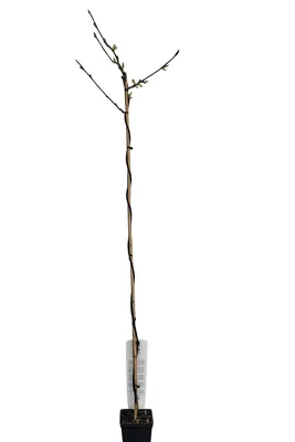 Produktbild von Wisteria sinensis ‘Prolific’ Blauregen 180–200 cm winterhart schnellwachsend Kletterpflanze Glyzinie violette Blüten Rankpflanze Garten
