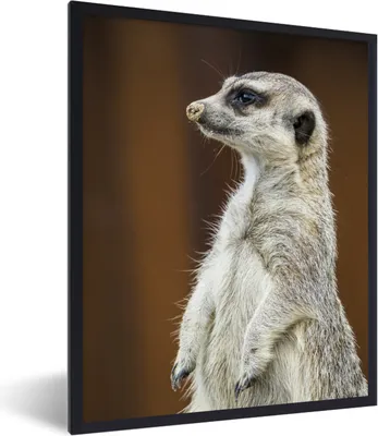 Produktbild von MuchoWow® MuchoWow® Gerahmtes Poster Erdmännchen - Tier - Spiel 30x40 cm - Poster mit zchwarzem Bilderrahmen - Wanddeko - Kunstdrucke