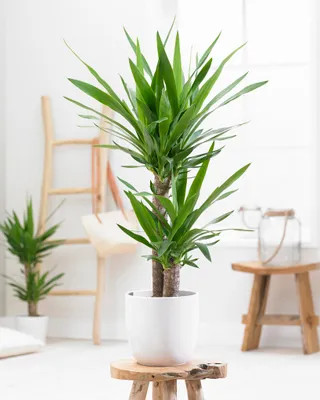 Produktbild von Yucca \'Elephant Types\' Slam 2 | Palmlilie von STUK - Kamerplant the Kwekerspot ⌀17 cm - cm ↕75