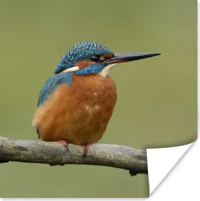 Produktbild von MuchoWow® Poster Eisvogel - Orange - Zweige 30x30 cm - Wandposter - Printing