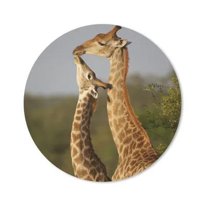 Produktbild von MuchoWow® Mauspad Mousepad Giraffe - Baum - Kalb - Porträt 40x40 cm - Mousepads - Maus Mat - Pad - Mausunterlage - Schreibtisch Accessoires