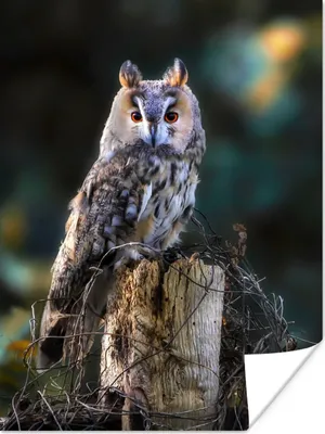 Produktbild von MuchoWow® Poster Eule - Herbst - Vogel - Äste 30x40 cm - Wandplakat - Poster Kinderzimmer