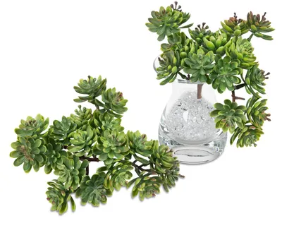 Produktbild von künstlicher Kaktuszweig, Sukkulente H. 18cm grün Formano