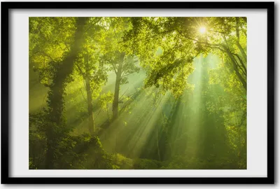 Produktbild von Bild 60x40 MDF-Rahmen, Wandkunst Wald in der Sonne