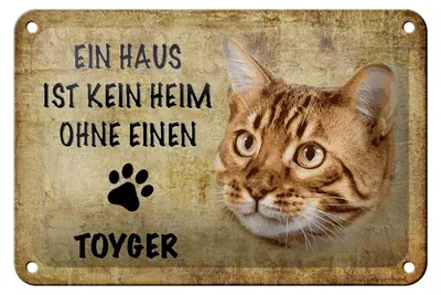Produktbild von Blechschild Spruch 18x12cm Toyger Katze ohne kein Heim
