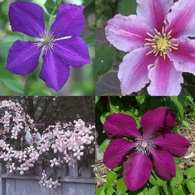 Produktbild von 4er set Clematis Kletterplanzen (4 Pflanzen): Blumen: Rot (Rouge Cardinal), Rosa/Weiβ (Piilu), Blau (Jackmanii) und Rosa (Montana Rubens) |Winterhart