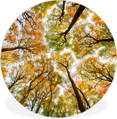 Produktbild von MuchoWow® Rundes Wandbild - Runde Bilder Herbst - Himmel - Baum Ø 60 cm Kreis Wanddekoration Kunststoff - Wandkreis - Wandschmuck - Wand Kreis - Das Schlafzimmer - Die Bilder - Wandmalerei - Kunst für das Haus - das Plastik