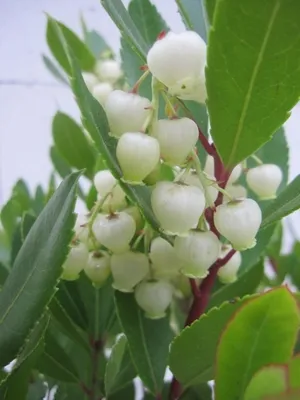 Produktbild von Arbutus unedo - Erdbeerbaum - 30-40