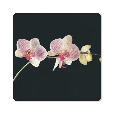 Produktbild von MuchoWow® Mauspad Mousepad Orchidee - Blumen - Schwarz - Rosa - Knöpfe 20x20 cm - Mousepads - Maus Mat - Pad - Mausunterlage - Desk Mat - Bureauartikeln