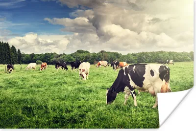 Produktbild von MuchoWow® Poster Kühe - Weide - Natur - Tiere - Landschaft 60x40 cm - Schlafzimmerdekoration