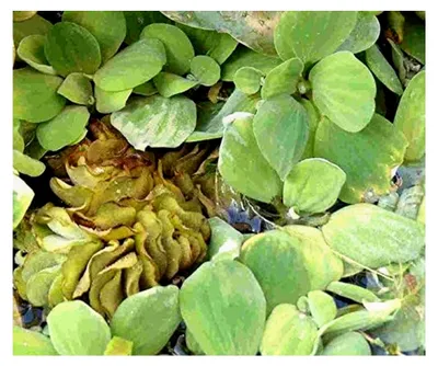 Produktbild von 10 Büschelfarn als Schwimmpflanzen für den Gartenteich, dekorativ und algenhemmend