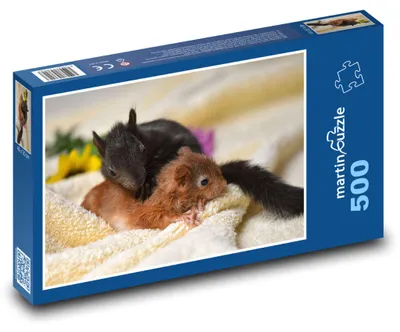 Zdjęcie produktu dla martinpuzzle - Puzzle 500 - Veverka - młode, dzieci