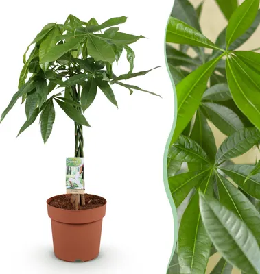 Olea europea - Olivenbaum - 15cm Topf