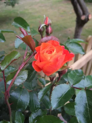 Produktbild von Rosa Mango ® - Stammrose Mango ® - Kordes Rose