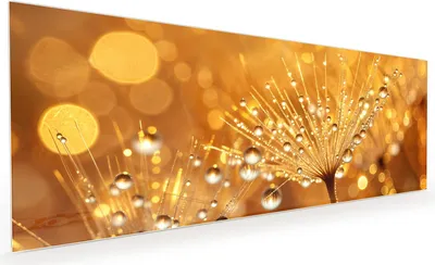 Produktbild von Küchenrückwand Spritzschutz Glas mit Motiv Löwenzahn Tropfen 40 x 40 cm