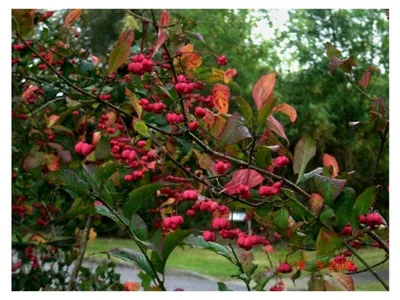 Produktbild von Pfaffenhütchen Euonymus planipes Pflanze 35-40cm Spindelstrauch