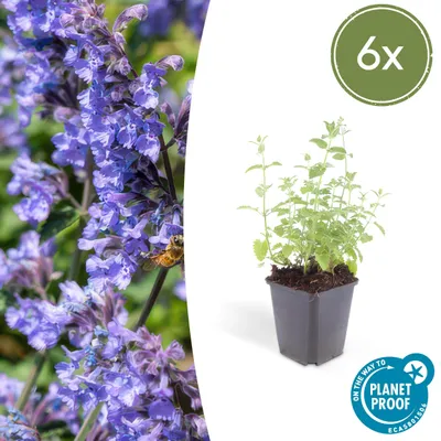 Zdjęcie produktu dla Mieta kocimietka - Nepeta faassenii 'Six Hills Giant' - latwa w pielegnacji bylina - doniczka 9 cm - zestaw 6 roslin