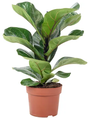 Produktbild von Geigenfeige - pflegeleichte Zimmerpflanze, Ficus Lyrata Bambino - Höhe ca. 35 cm, Topf-Ø 12 cm