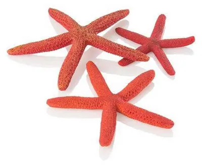 Immagine prodotto di Set di stelle marine biOrb, 3 pezzi, rosso (48356)