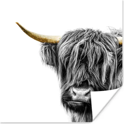 Produktbild von MuchoWow® Poster Schottisches Hochlandrind - Tiere - Goldene Hörner 50x50 cm - Wohnzimmerdekoration