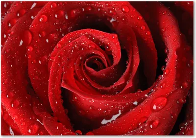Produktbild von Tulup® Glas-Bild - 100 x 70 - Wandbild aus Glas - Wandkunst - Wandbild hinter gehärtetem Sicherheitsglas - Blumen & Pflanzen - Tropfen auf Rose - Rot