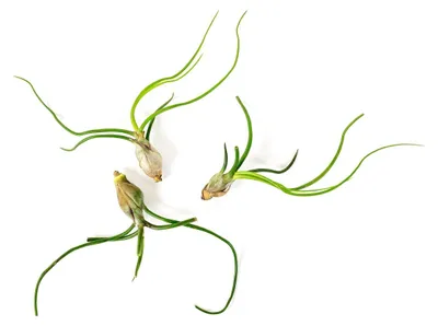 Obrázok produktu pre Gardnerova Tillandsia bulbosa