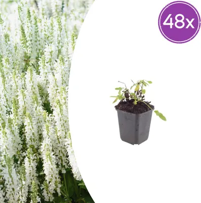 Produktbild von Salvia n. 'Schneehugel' | 48 Stück - 10-25cm - Ø9cm - Gartenpflanze