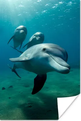 Produktbild von MuchoWow® Poster Wasser - Delphin - Blau 80x120 cm - Papierdruck