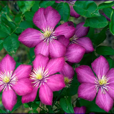 A close-up view of several vibrant pink clematis flowers with green leaves.