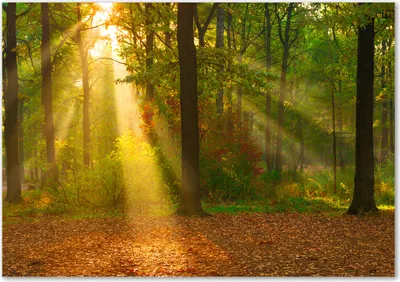 Produktbild von Tulup® Glas-Bild - 100 x 70 - Wandbild aus Glas - Wandkunst - Wandbild hinter gehärtetem Sicherheitsglas - Landschaften - Wald in der Sonne - Grün