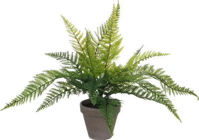 Produktbild von Mica Decorations Kunstliche Pflanze - Farn - grun - 36 x 40 cm