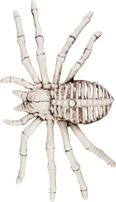 Produktbild von Untote Spinne Gruseltier weiss 12x24cm