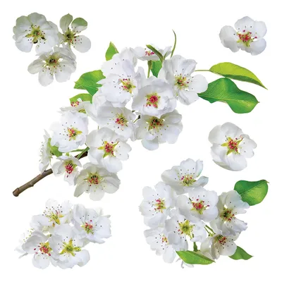 Produktbild von AG Design Wandstickers Apfelblüte, 30 x 30 cm
