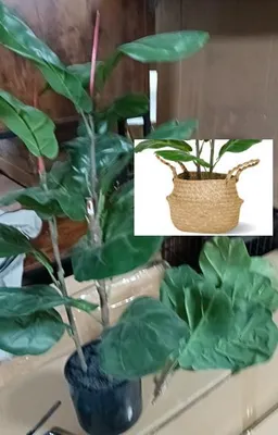 Zdjęcie produktu dla Künstliche Geigenfeige Ficus Lyrata 39 Zoll Schwarz