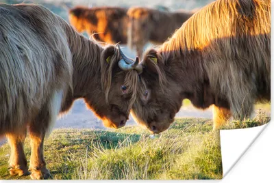Produktbild von MuchoWow® Poster Schottische Highlander - Tiere - Sonne 60x40 cm - Schlafzimmerdekoration
