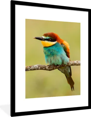 Produktbild von MuchoWow® Gerahmtes Poster Vogel - Bienenfresser - Tiere 60x80 cm - Poster mit Schwarzem Bilderrahmen Wandposter Rahmen Foto Bilder - Wohnzimmer - Dekorationen - Prämie