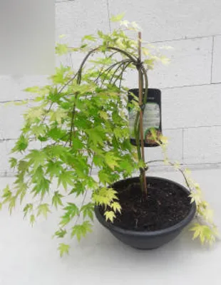 Produktbild von Ahorn palmatum Dragon Master - Japanischer Ahorn Drachenmeister - 60-80cm