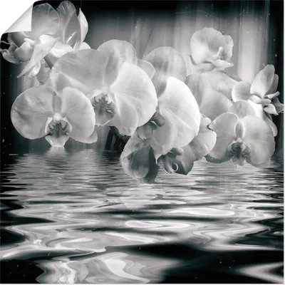 Produktbild von ARTland Poster Orchideen - monochrom Größe: 30x30 cm