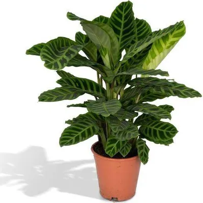 Immagine prodotto di Calathea Zebrina – Pianta pavone – Pianta da appartamento – Ø19 cm x ↕80 cm – Pianta tropicale dalle foglie striate – Purifica l'aria e richiede poca cura