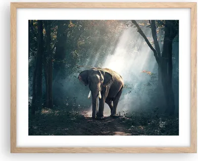 Produktbild von Gerahmtes Poster - Rahmen in heller Eiche - elefant natur - 50x40 cm - Wand Bild - Wanddeko - Wandbilder - Kunstposter - Wandposter - Bilderrahmen - Bilder - Kunstdruck - Wandbild - P2NAA50x40-3972