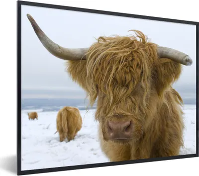 Produktbild von MuchoWow® Gerahmtes Poster Schottische Highlander - Schnee - Kuh 80x60 cm - Poster mit Schwarzem Bilderrahmen Wandposter Rahmen Foto Bilder - Schwarzem - Mit Gestell