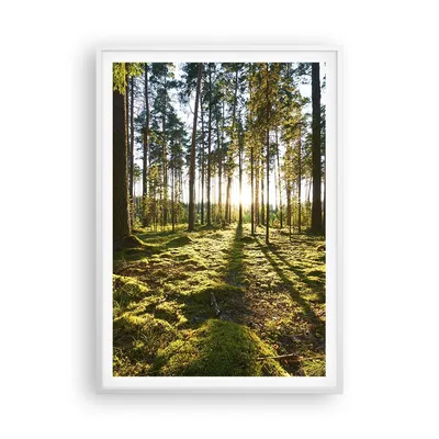 Produktbild von Gerahmtes Poster - Weißer Rahmen - Wald Baum Natur - 70x100 cm - Wand Bild - Wanddeko - Wandbilder - Kunstposter - Wandposter - Bilderrahmen - Bilder - Kunstdruck - Wandbild - P2WPA70x100-3724