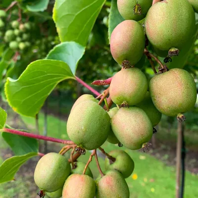 Produktbild von KIWI Geneva - weiblich 2L