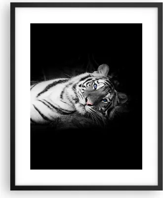 Produktbild von Gerahmtes Poster - Schwarzer Rahmen - Weiß Tiger Schwarz und Weiß - 40x50 cm - Wand Bild - Wanddeko - Wandbilder - Wandposter - Bilderrahmen - Bilder - Kunstdruck - Wandbild - P2BPA40x50-4247