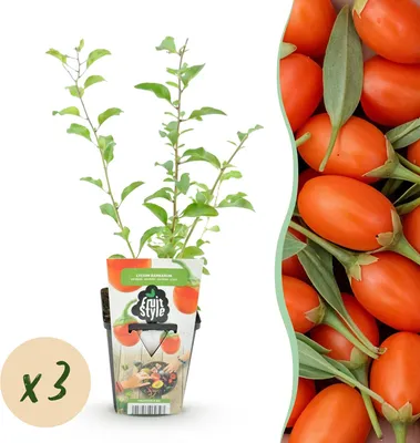 Produktbild von Goji-Beere Lycium barbarum winterhart 3 Pflanzen Ø9cm Höhe 30cm – Rote orange Beerenpflanze für Garten Beet Balkon & Terrasse