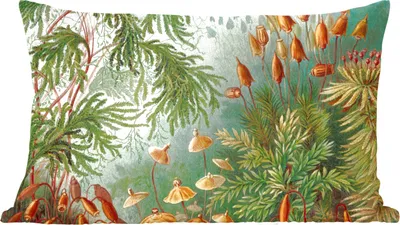Produktbild von MuchoWow® Zierkissen Sofakissen Wohnzimmer Dekokissen 60x40 cm Alte Meister - Kunst - Muscinae - Haeckel - Kopfkissen - Polster mit Foto