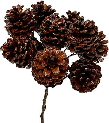 Produktbild von Kiefernzapfen gewachst angedrahtet 100 Stück für Weihnachtsdeko, Adventskränze und Arrangements