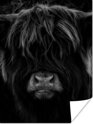 Produktbild von MuchoWow® Poster Schottischer Highlander - Kuh - Schwarz - Weiß - Porträt 90x120 cm - Wohnzimmer