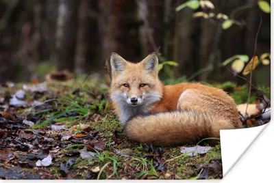 Produktbild von MuchoWow® Poster Fuchs - Wald - Tier 30x20 cm - Plakate - Print